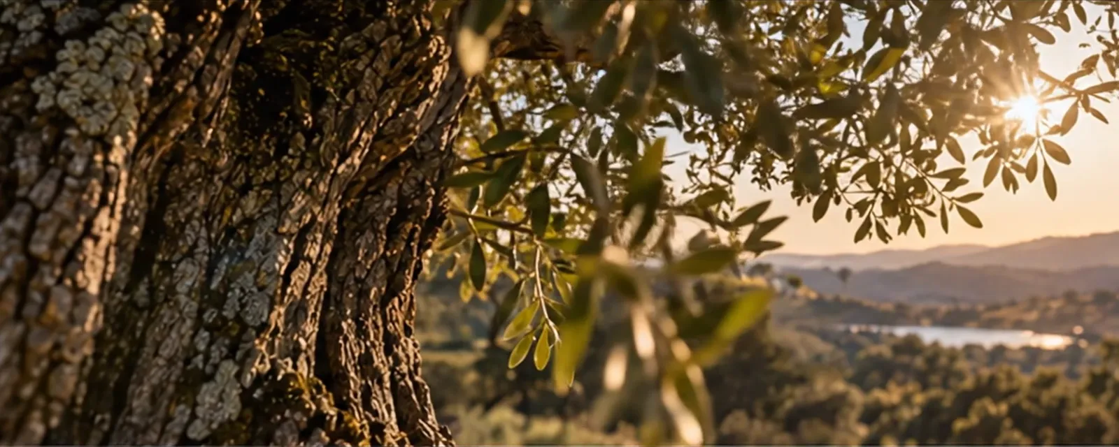 An olive tree in a sunlit landscape